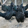 Ayam Cemani
