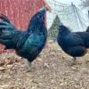 Ayam Cemani
