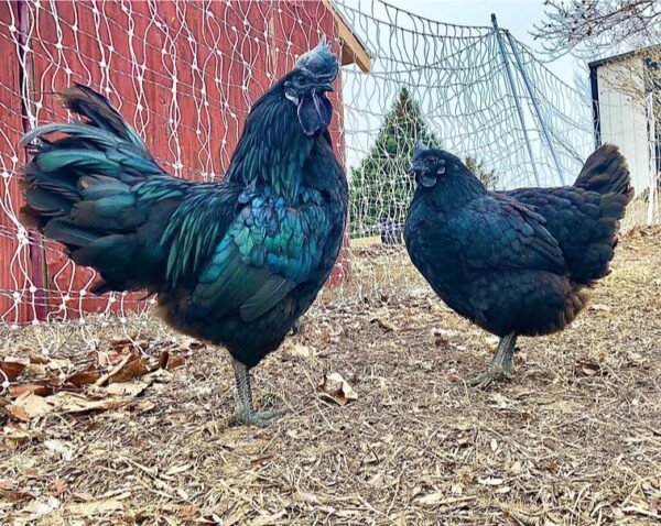 Ayam Cemani