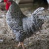 BARRED ROCK PLYMOUTH