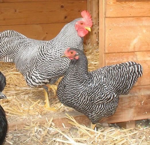 BARRED ROCK PLYMOUTH