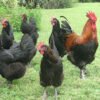 Black copper marans