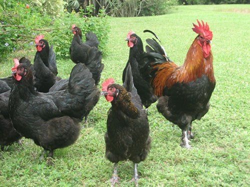 Black copper marans