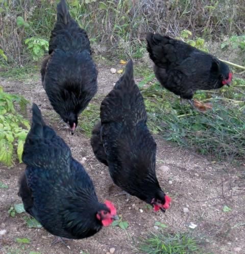 Black copper marans