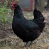 Black copper marans