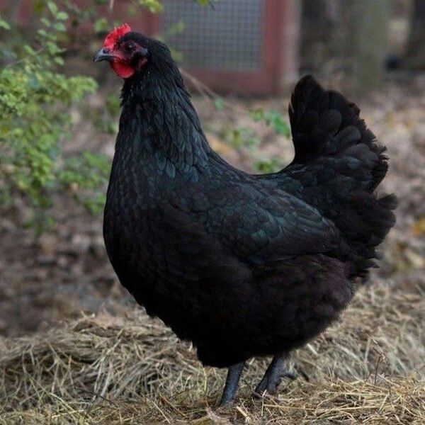 Black copper marans