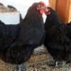 Black copper marans