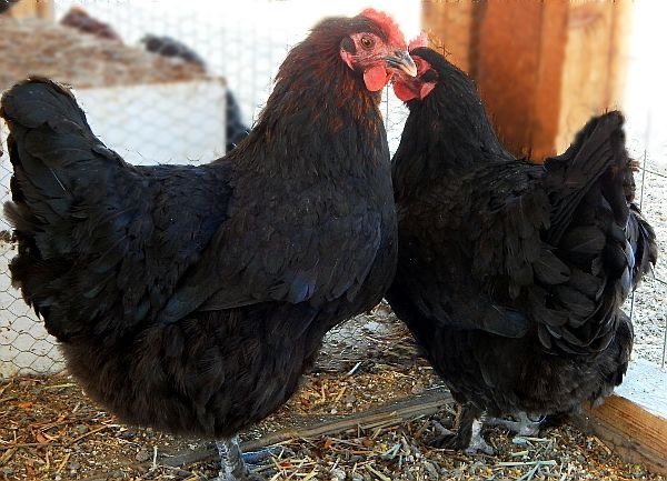 Black copper marans