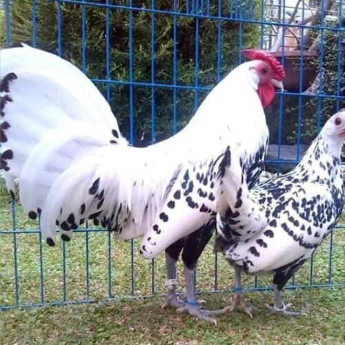 LEGHORNs GAME FOWL