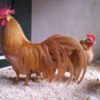 LEGHORNs GAME FOWL