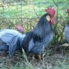 LEGHORNs GAME FOWL