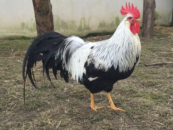 Leghorn