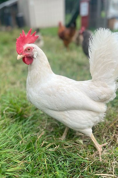 Leghorn