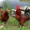 RHODE ISLAND RED