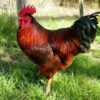 RHODE ISLAND RED