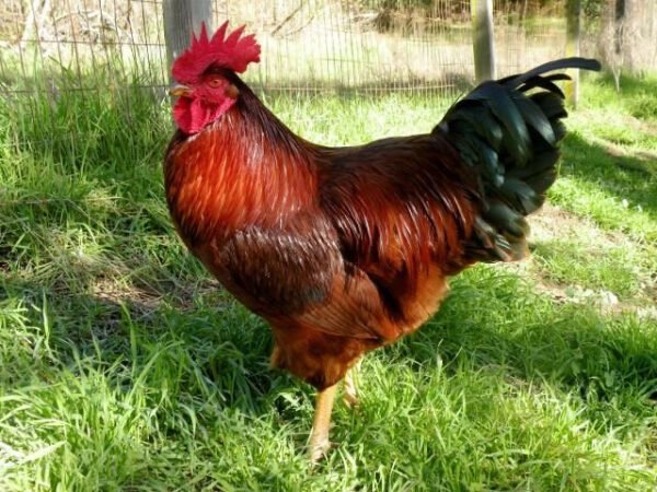 RHODE ISLAND RED