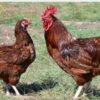 RHODE ISLAND RED
