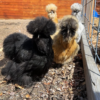 Silkies