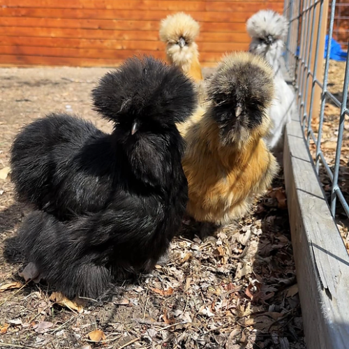 Silkies