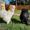Silkies
