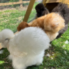 Silkies