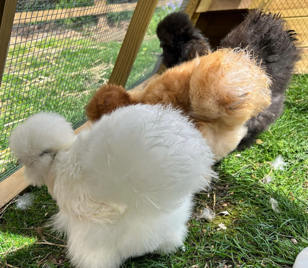 Silkies