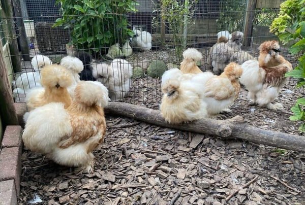 Silkies