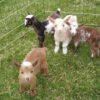 Small goats