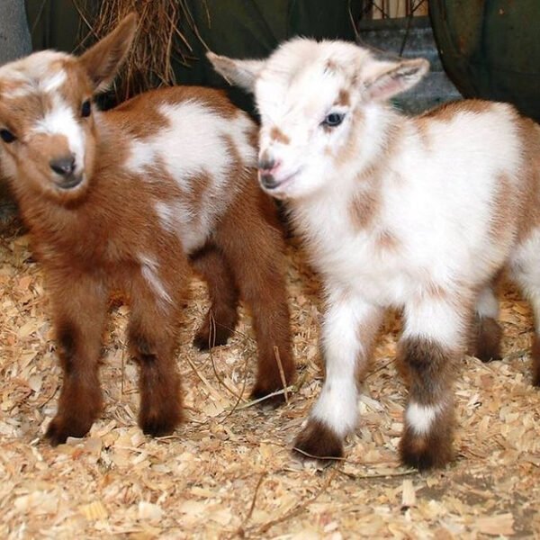Small goats