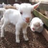 Small goats
