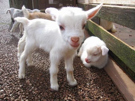 Small goats