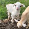 Small goats