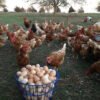 Laying hens